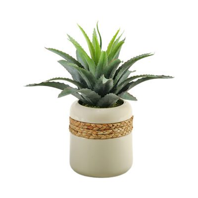 Star Succulent in Medium Gemma Planter - 149046