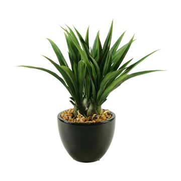 Green Lily Grass in Small Taylor Planter - 149120