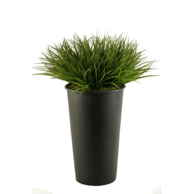 Wild Grass in Large Black Cheer Planter - 154038