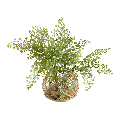 Flat Iron Maiden Hair Fern in Glass Ball with Seagrass Netting - 156018