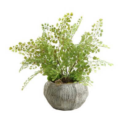 Flat Iron Maiden Hair Fern in Ceramic Bowl - 156036