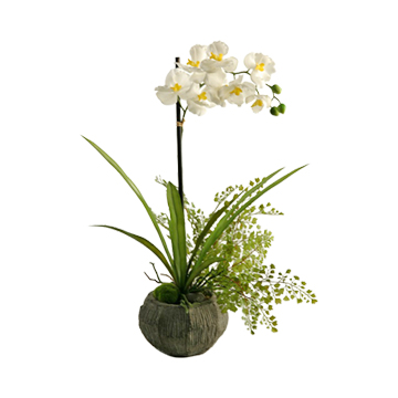White/Cream Phal Orchid in Cement Bowl - 158064