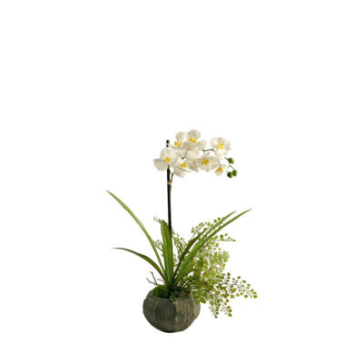 White/Cream Phael Orchid in Cement Bowl - 158064