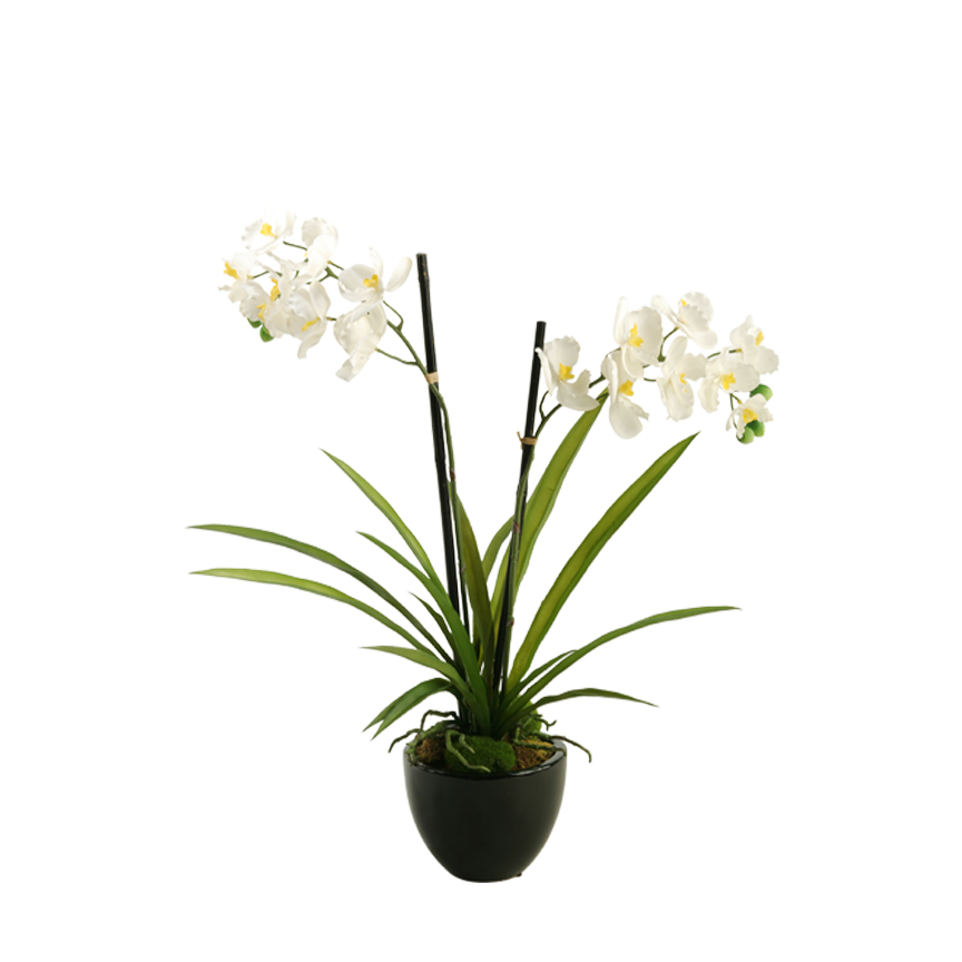White/Cream Vanda Orchid in Small Taylor Planter - 158079 - Image 2