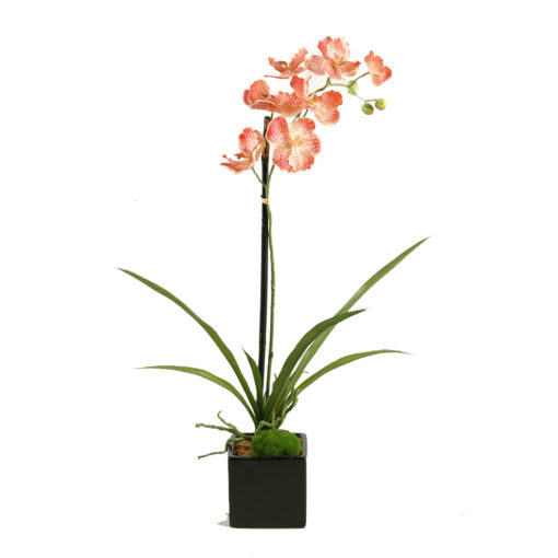 Cream/Red Vanda Orchid Plant in Glossy Black Ceramic Cube - 158118