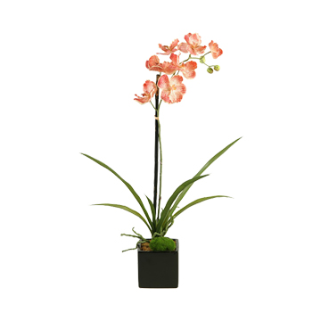 Cream/Red Vanda Orchid Plant in Glossy Black Ceramic Cube - 158118