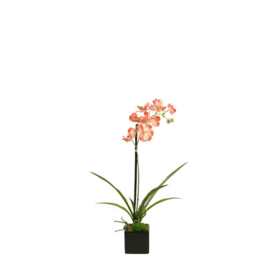 Cream/Red Vanda Orchid Plant in Glossy Black Ceramic Cube - 158118