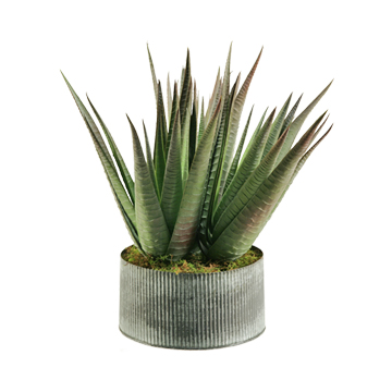 Striped Agave Plant in XS Harvest Vase - 159130