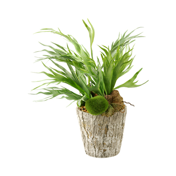 Mini Staghorn Fern in Large Genevieve Planter - 161079