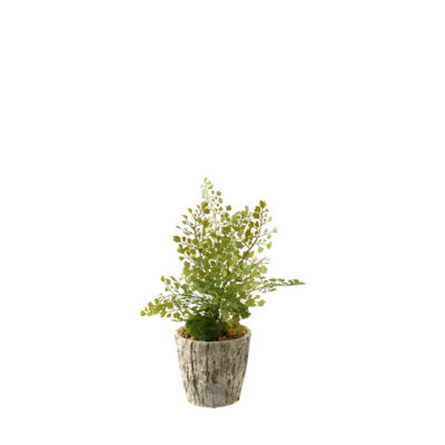 Flat Iron Fern in Small Genevieve Planter - 161083