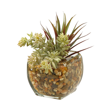 Mini Yucca & Burro's Tail in Bevel Vase - 161088