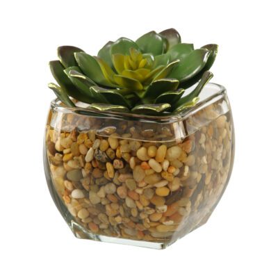 Large Echeveria in Bevel Vase - 161090
