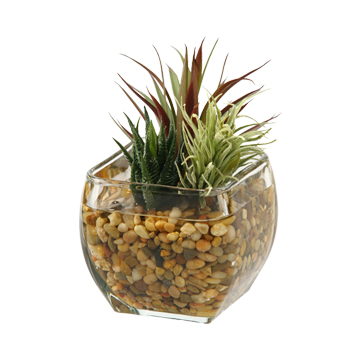 Aloe, Easter Grass and Mini Yucca in Bevel Vase - 161091