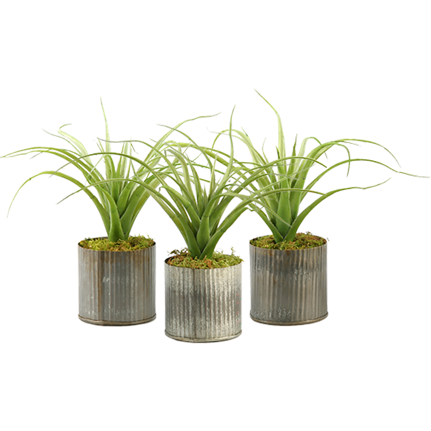 Light Green Curly Tillandsia in Small Harvest Vase - Set of 3 - 164037