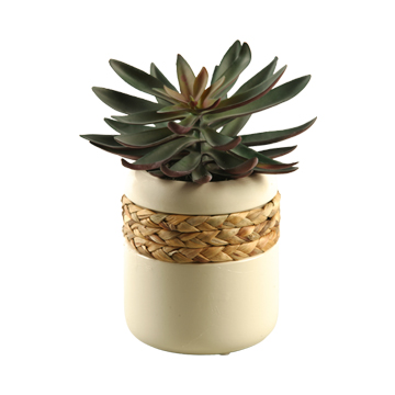 Echeveria in Small Gemma Planter - 167008
