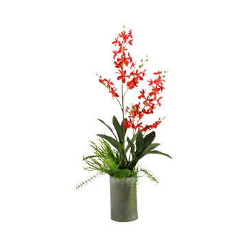 Red Baby Dendrobium Orchids in Harvest Vase - 169047