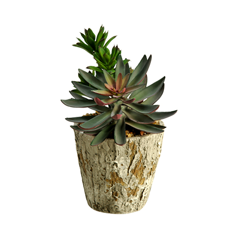 Echeveria & Dracaena Heads in Genevieve Planter - 169066