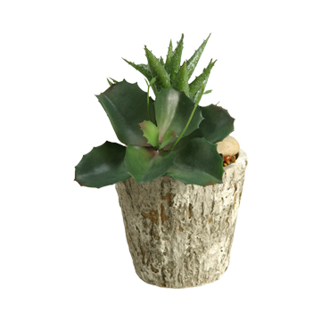 Aloe & Wild Succulent in Small Genevieve Planter - 169068