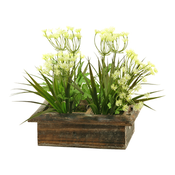 Queen Anne's Lace & Grass in Orchard Planter - 171008