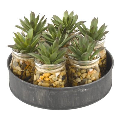 Mini Aloe Plants in Small Glass Jars on Metal Tray - 174046