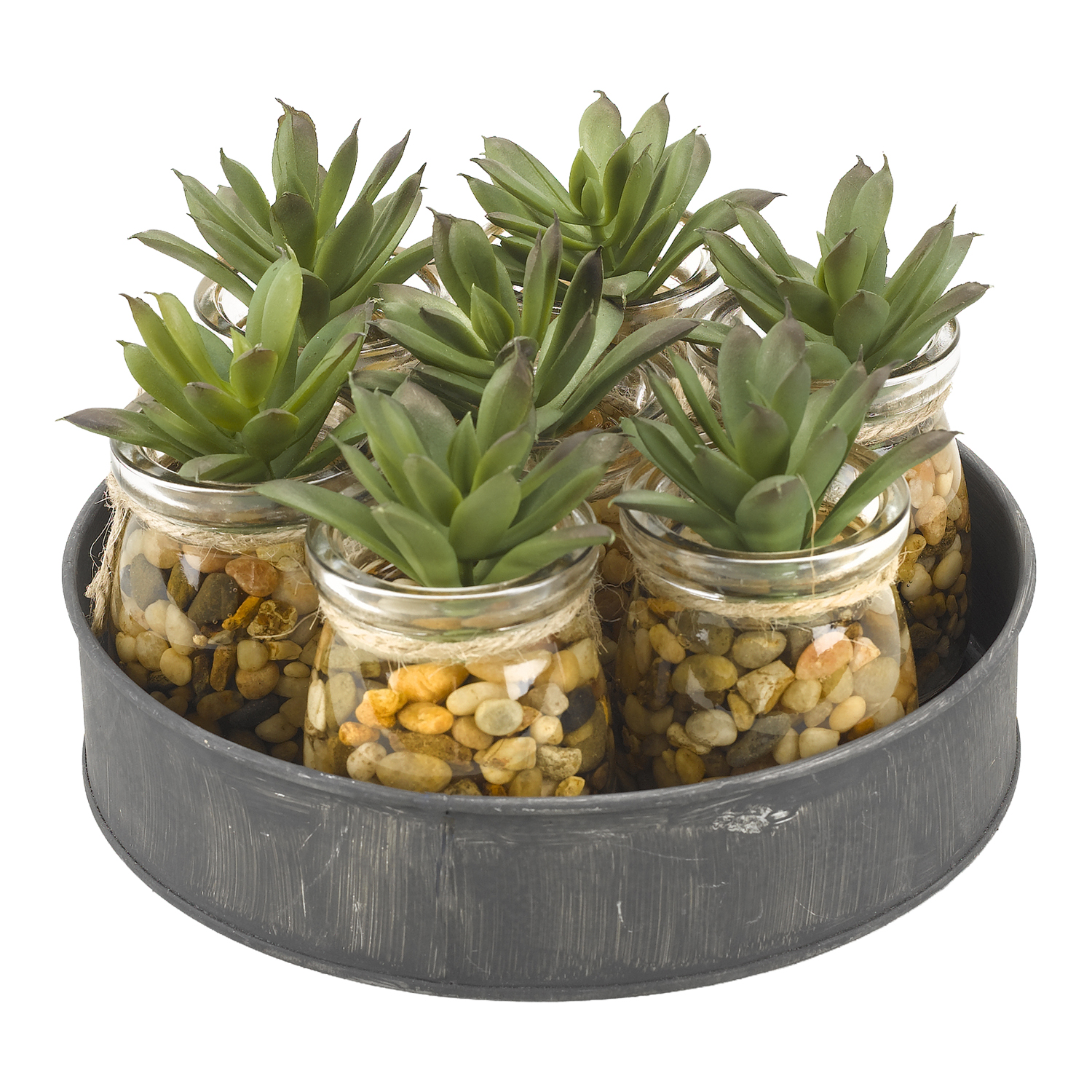 Mini Aloe Plants in Small Glass Jars on Metal Tray - 174046