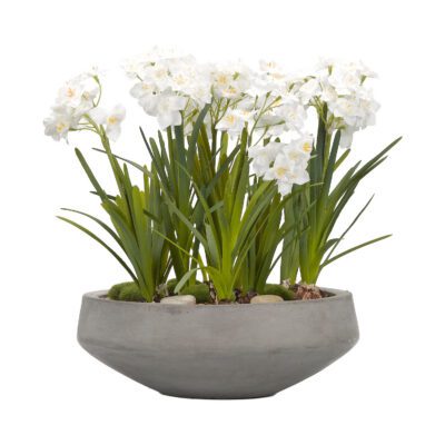 Paperwhite Bulbs in Newport Bowl - 179001
