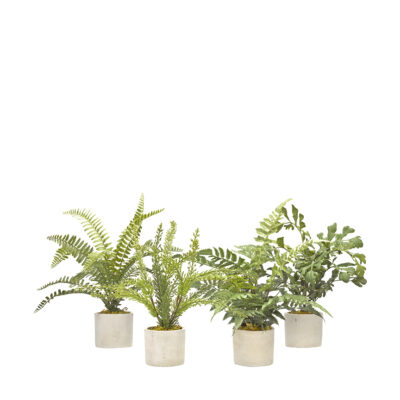 Assorted Mini Ferns in Devon Vase - Set of 4 - 179008