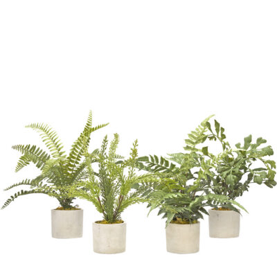 Assorted Mini Ferns in Devon Vase - Set of 4 - 179008