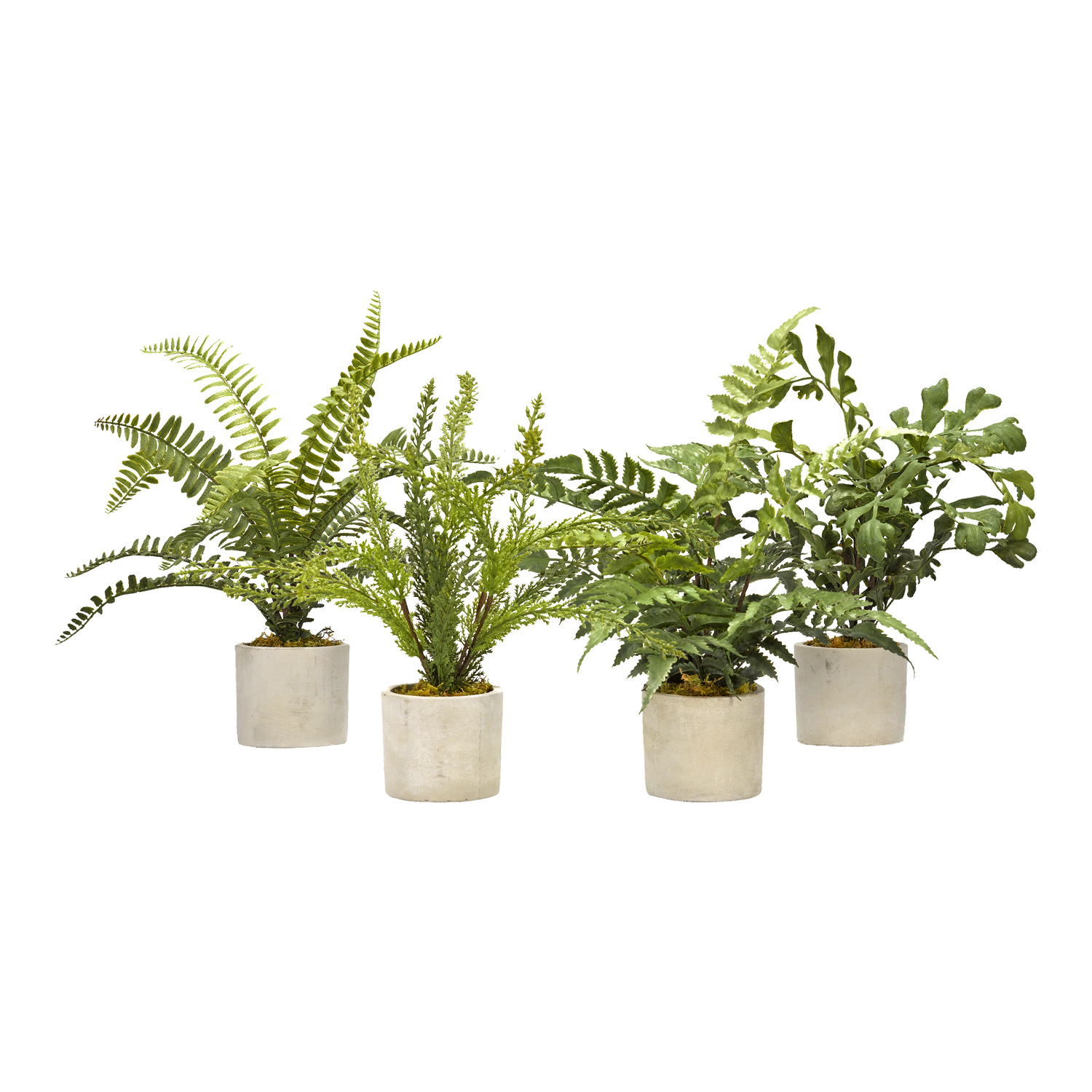 Assorted Mini Ferns in Devon Vase - Set of 4 - 179008