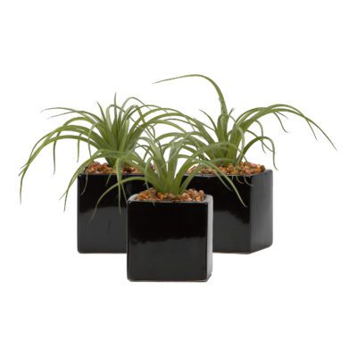 Light Green Tillandsia in Black Ceramic Cube - Set of 3 - 179023