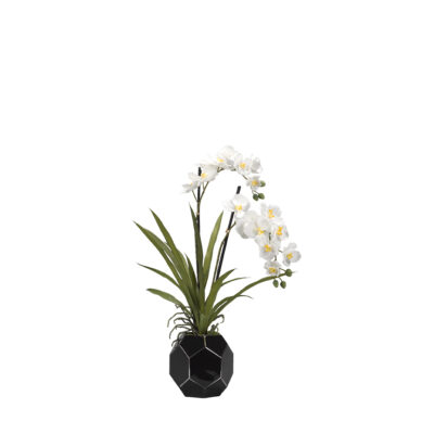 Cream Vanda Orchids in Black Glass Bowl - 181026