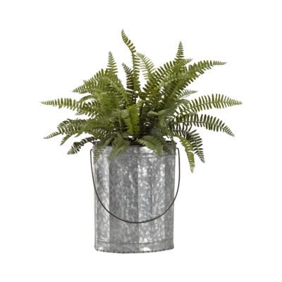 Boston Fern in Oval Metal Bucket - 184013