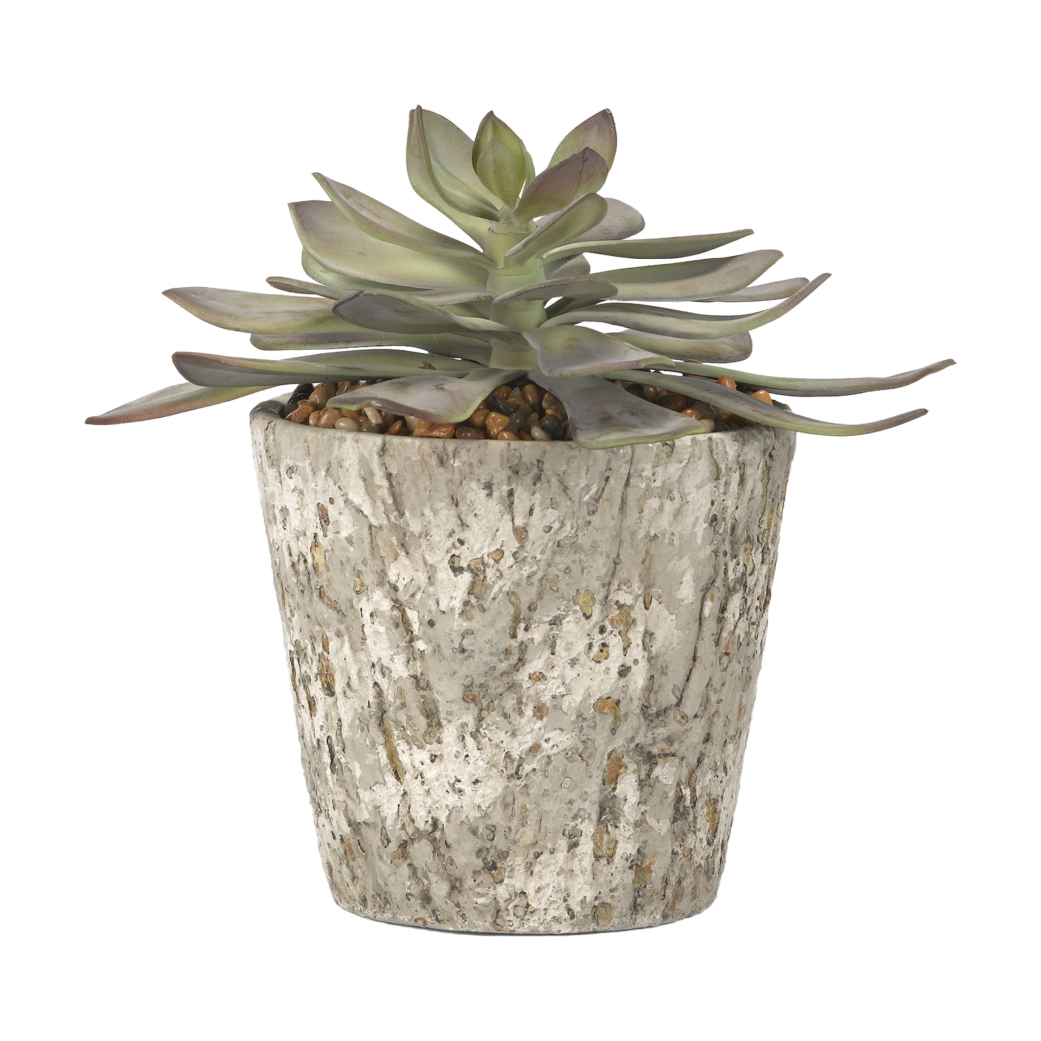 Large Frosted Echeveria in Large Genevieve Planter - 184016