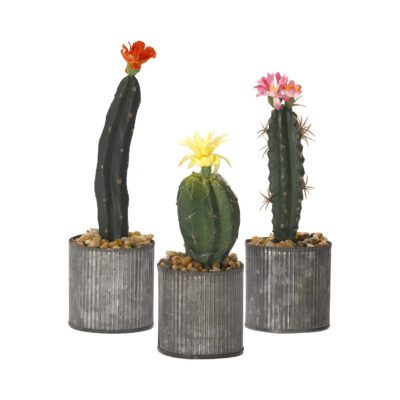 Cacti in Small Harvest Vase - Set of 3 - 184038