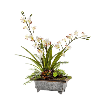 Cymbidium Orchids, Echeveria and Succulents in Tin Planter - 186015