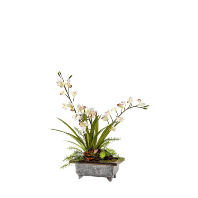 Cream Cymbidium Orchids with Echeveria & Succulents in Tin Planter - 186015