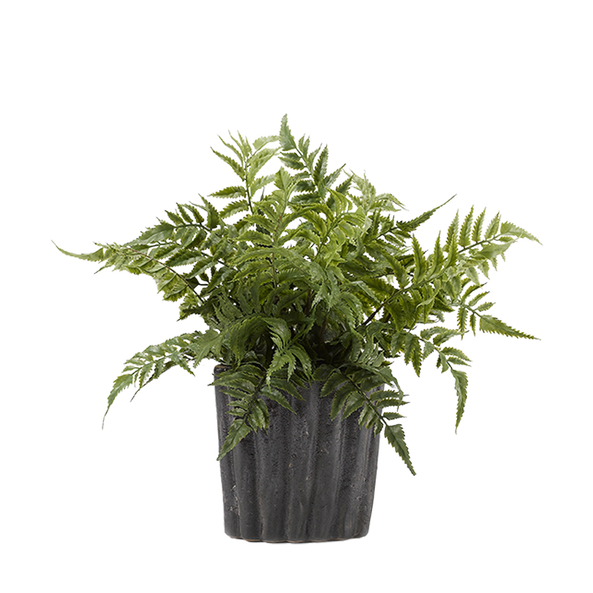Leather Leaf Fern in Small Ripple Planter - 187011 - Image 2