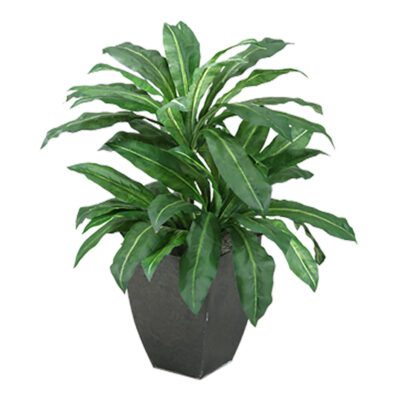 Birdnest Palm Plant in Square Metal Planter - 312412