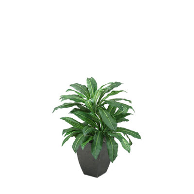 Birdnest Palm Plant in Square Metal Planter - 312412