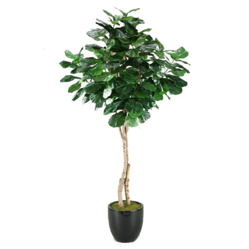 6.5' Fiddle Leaf Fig Tree in Round Glossy Black Resin - 312903