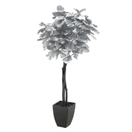 Silver Fiddle Leaf Fig  in Cardinal Planter 7' - 313406