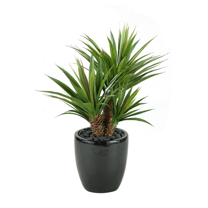 Star Succulent in Large Taylor Planter - 313413