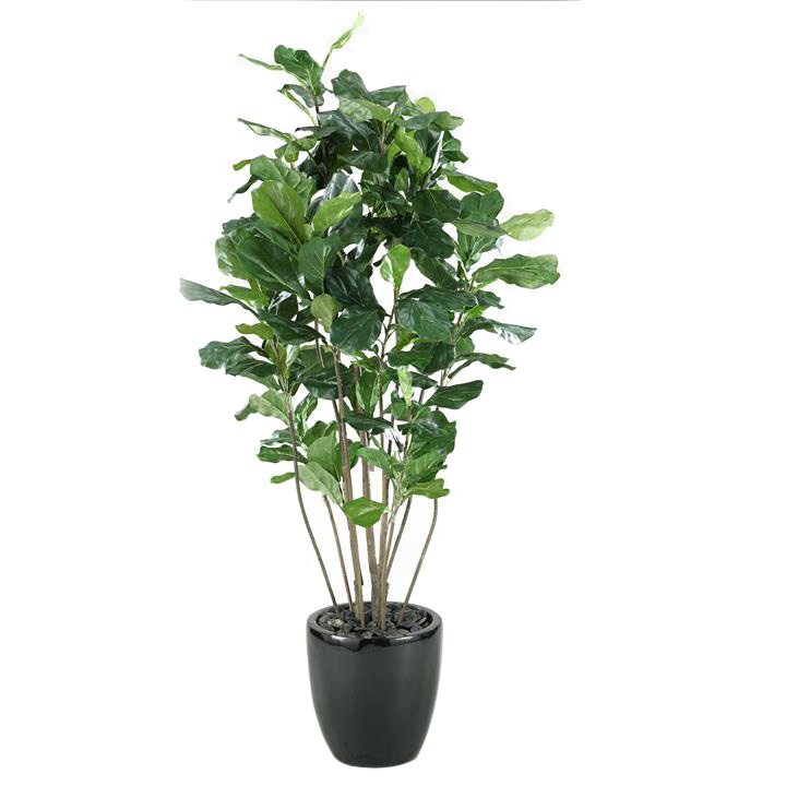 5.5' Fiddle Leaf Fig in Large Taylor Planter - 313432
