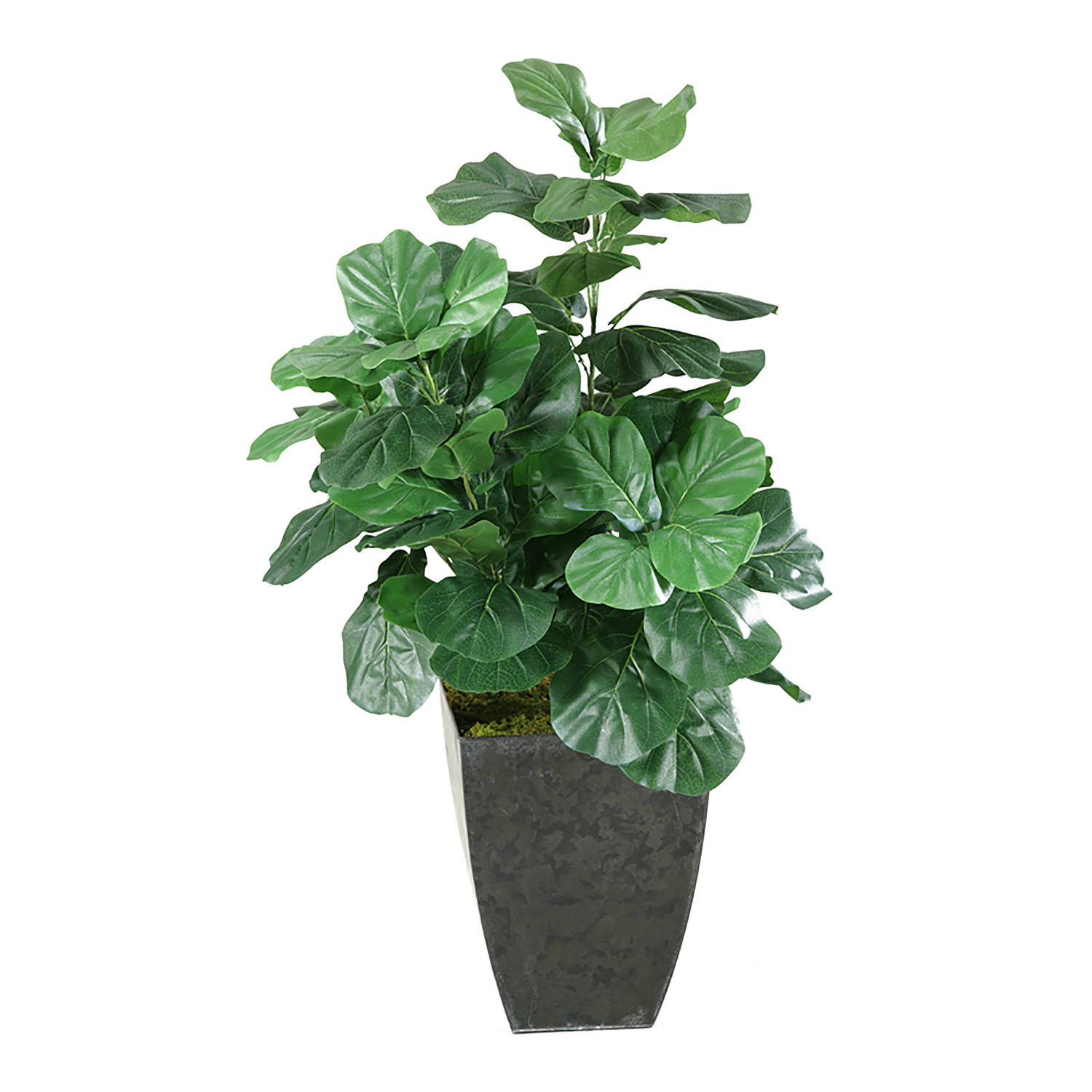 Fiddle Leaf Fig Plant in Cardinal Planter 4' - 313447