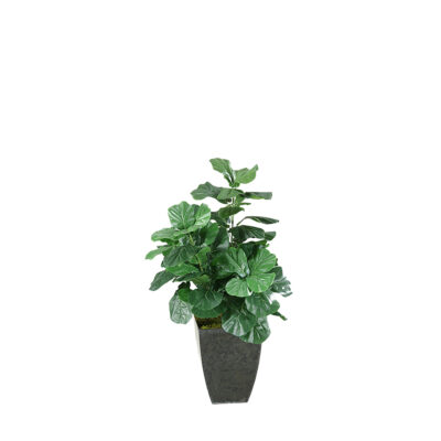 Fiddle Leaf Fig Plant in Cardinal Planter 4' - 313447