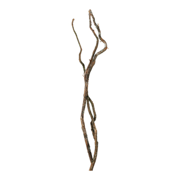 Small Dragonwood Trunk Bundle 7' - 313934
