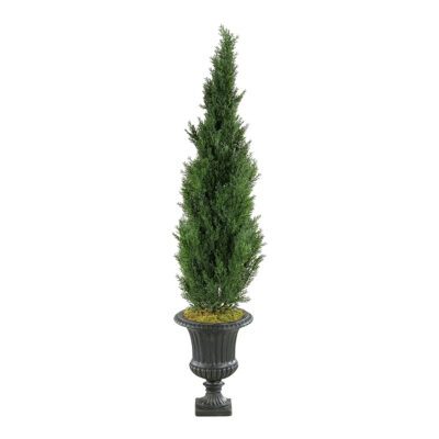 Cedar Tree in Black Urn 5.5' - 314410