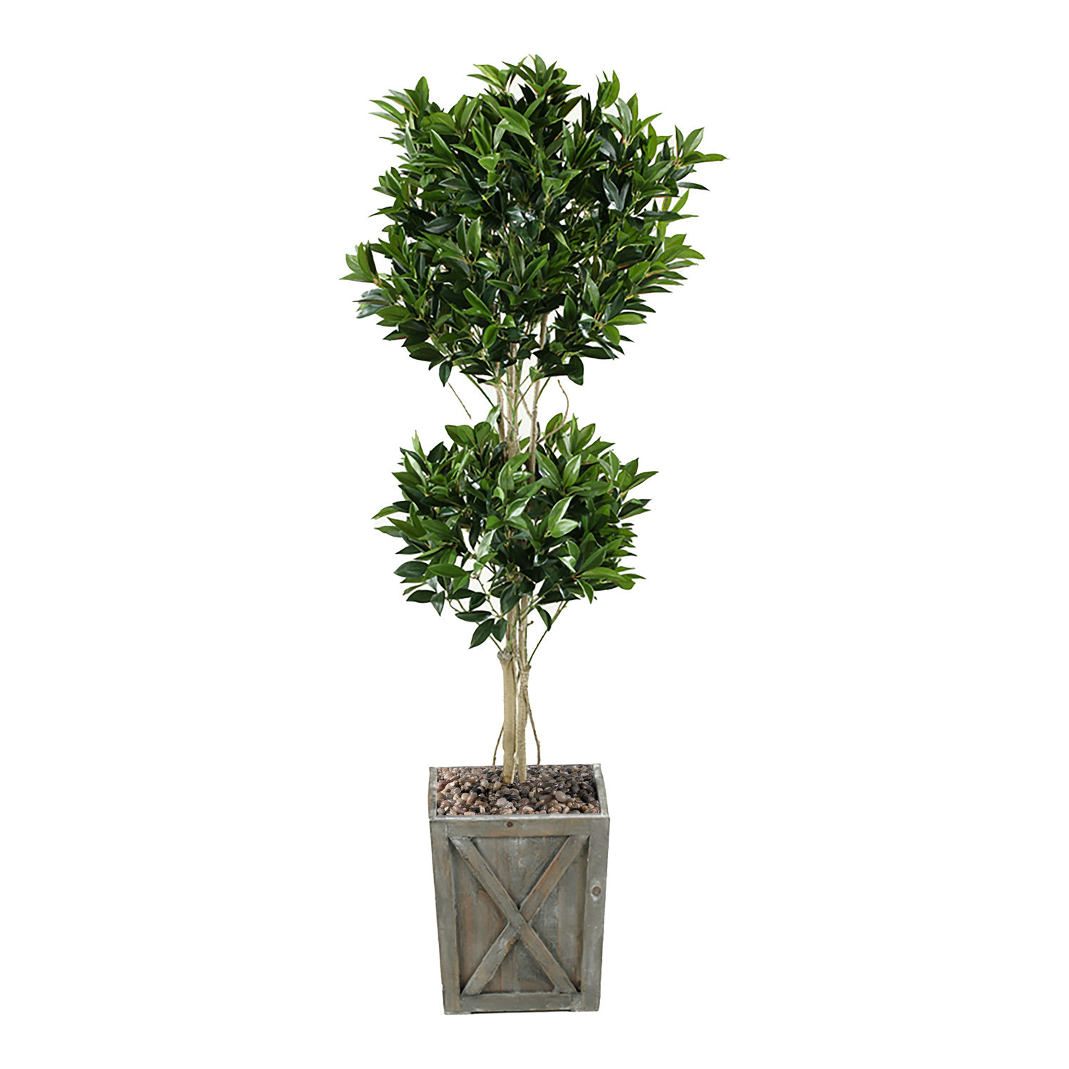 Shikiba Topiary in Grange Planter 6' - 314702