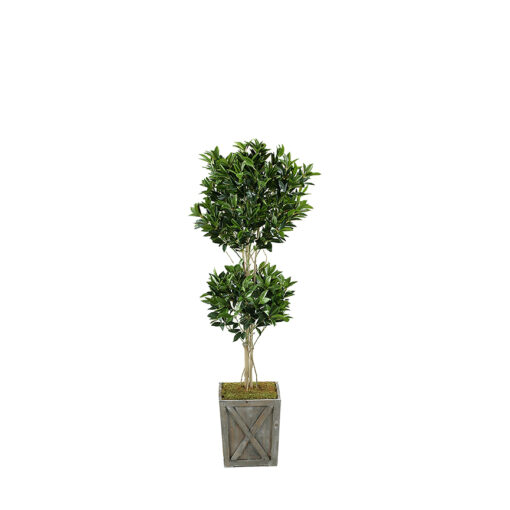 Shikiba Topiary in Grange Planter 6' - 314702