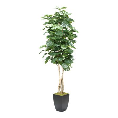 Fiddle Leaf Fig in Cardinal Planter 8' - 315101